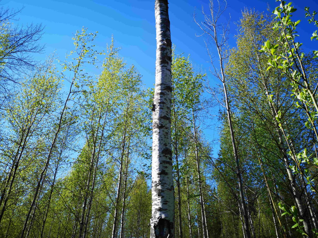 Koivun runko Koivulinnan kaava-alueella.