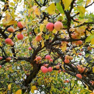 Kuva omenapuusta.