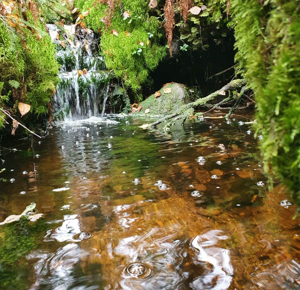 Pieni metsäpuro solisee sammalten keskellä.