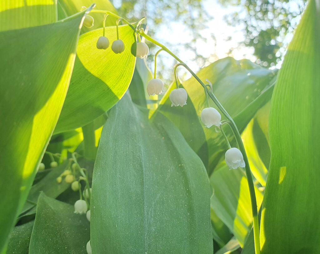 Aurinko paistaa kielon lehtien läpi.