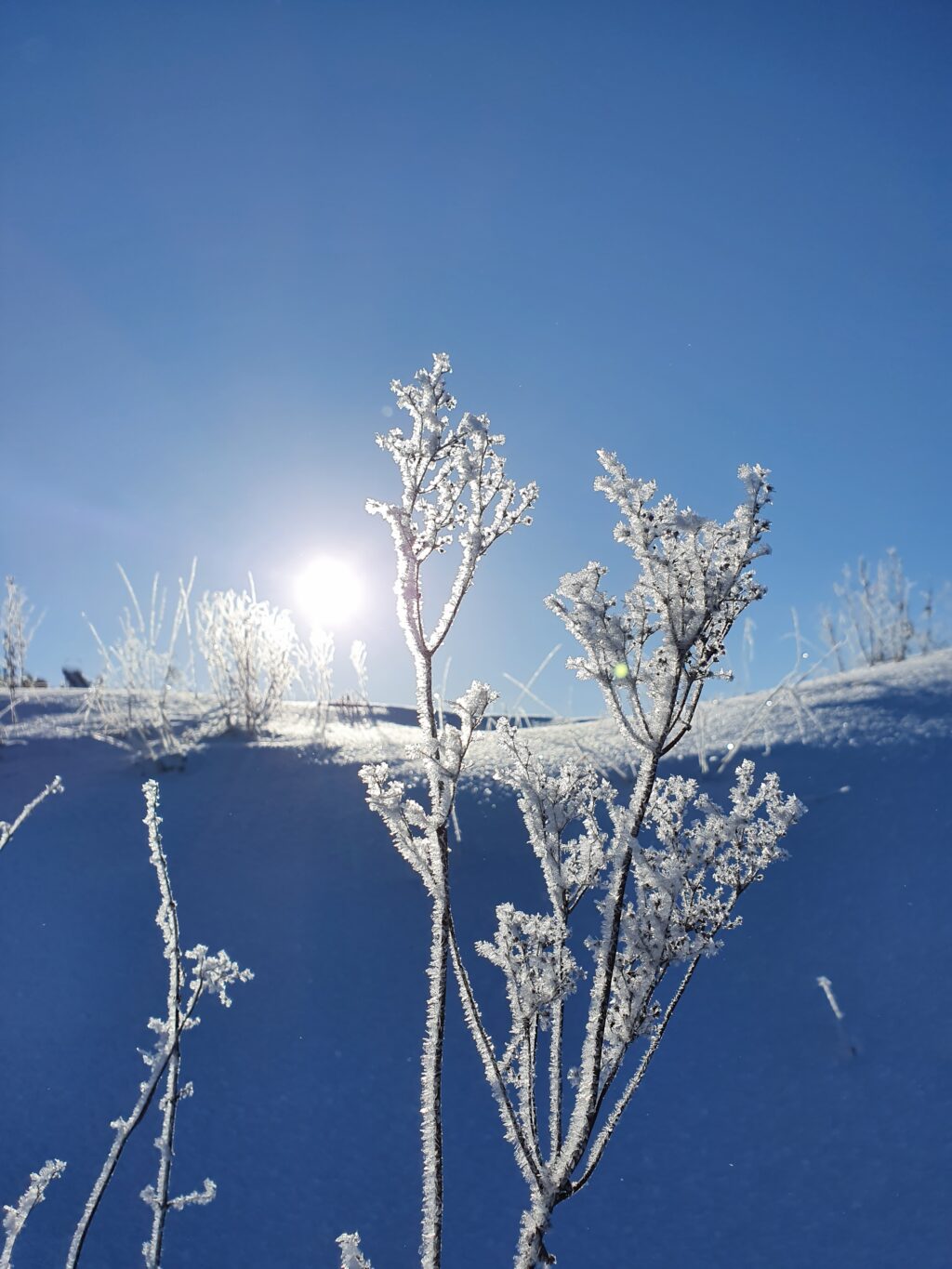 Talventörröttäjän takana loistaa aurinko ja luminen mäki kimaltelee.
