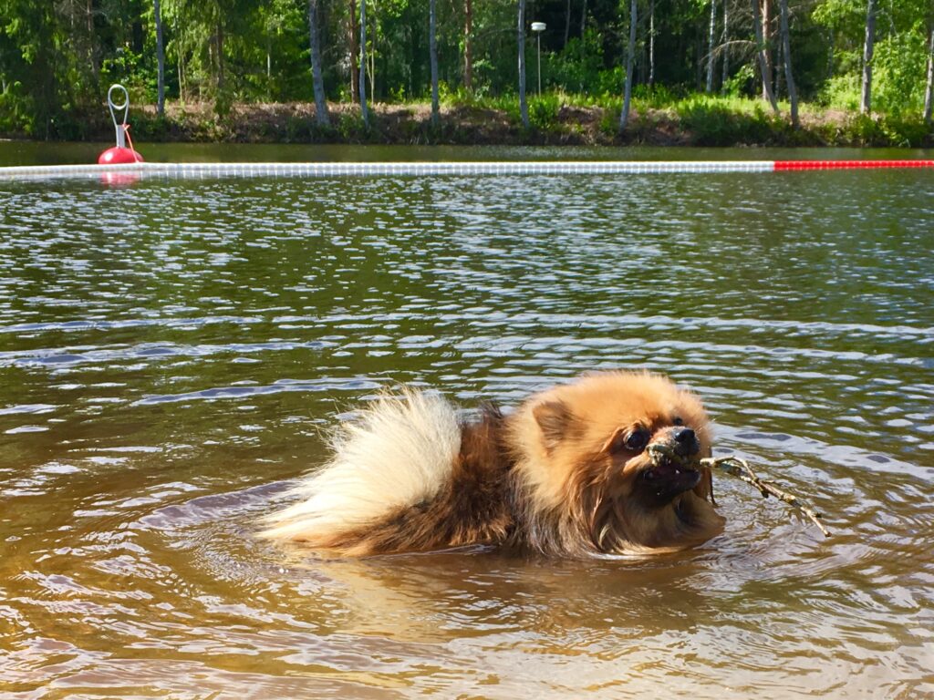 Kuvassa pieni koira nauttimassa uimahetkestä.