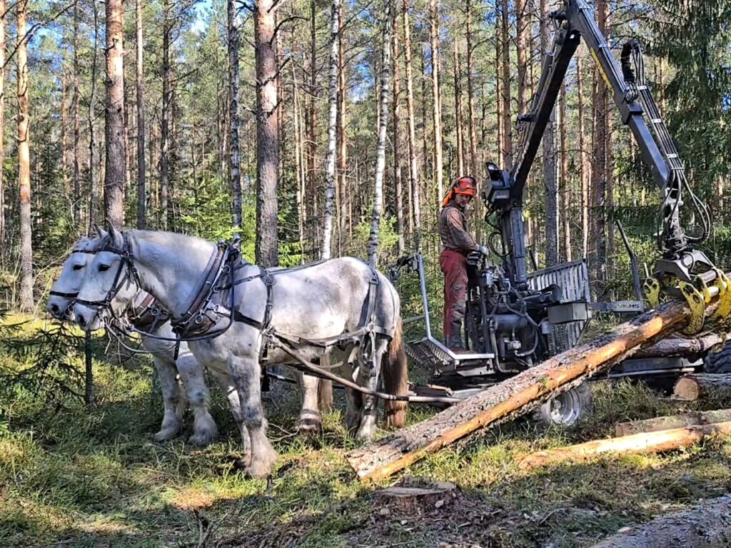 Frisbeegolfradan alta kaadetut puut ajettiin pois hevosmetsurin toimesta