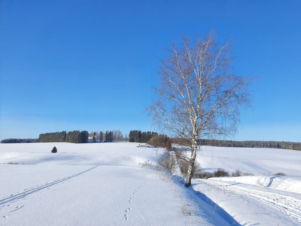 Talvinen peltomaisema jossa keskellä peltoja kulkee tie.