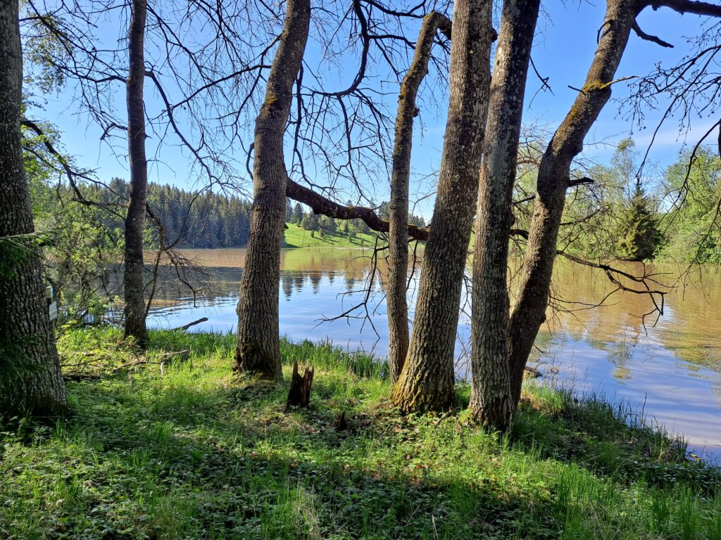 Lehtipuita Paimion joen rannalla Juntolan luonnonsuojelualueella.