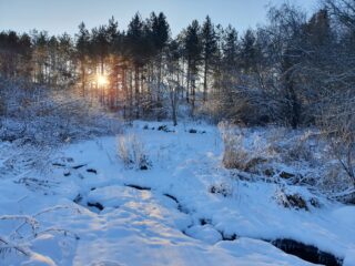 Vähäjoki virtaa jään alla ja taustalla näkyy miten aurinko paistaa männikön läpi.