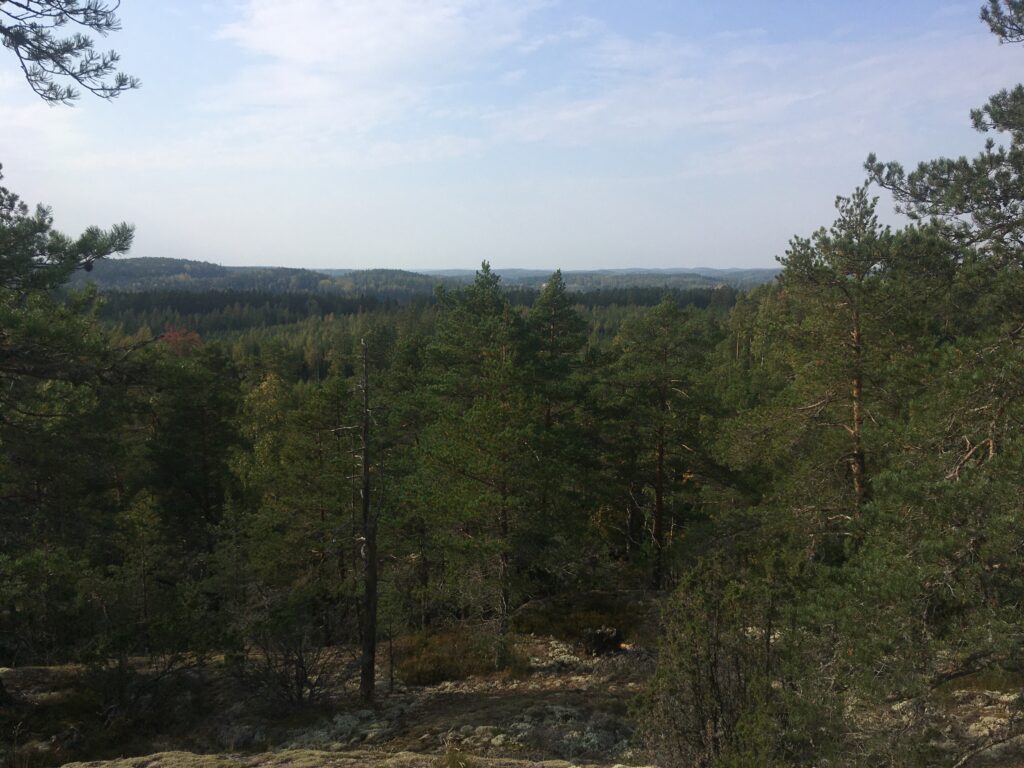 Metsämaisemaa Paimion polun varrelta