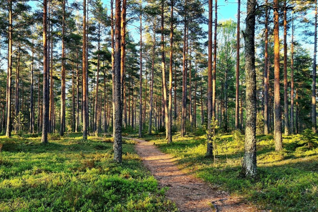 Polku metsässä.