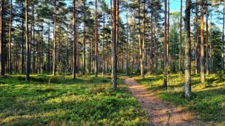 Parantolan polku oin pääosin helppokulkuista neulaspolkua. Täysin esteetön se ei kuitenkaan ole.