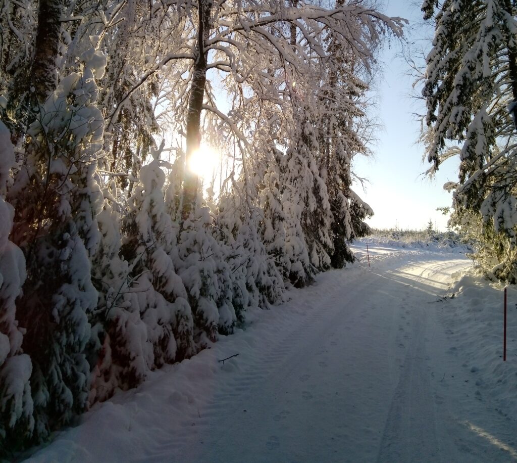 Metsän läpi kulkeva luminen yksityistie.