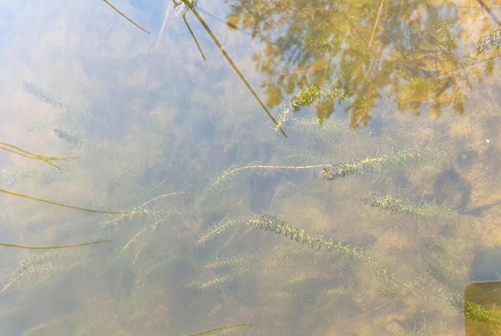 Kuvassa kiehkuravesiruttoa lammen pohjassa, uposkasvi on nauhamaista ja varresta kasvaa pieniä kiehkuraisia lehtiä.