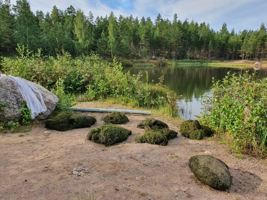 Kerätyt kiehkuravesiruttokasat kuivuvat rannalla odottaen säkitystä ja punnitusta.