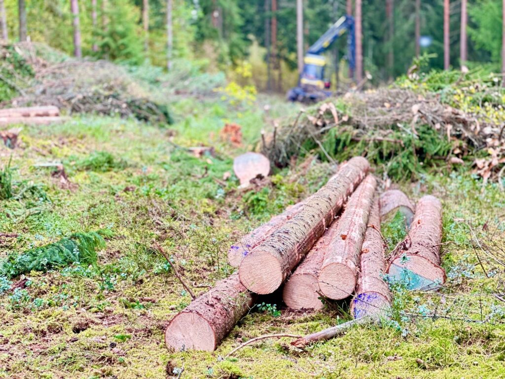 Kaadettuja puunrunkoja ja metsätyökone.