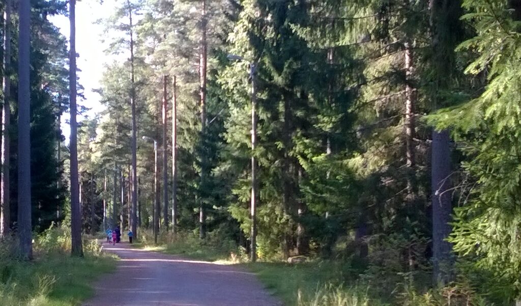 Metsäinen maisema Rivonmäen reitistä