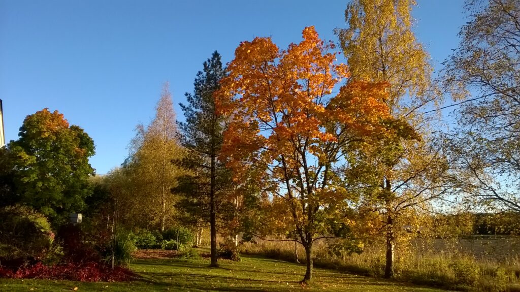 Puissa ja maassa nurmikolla kellastuneita puiden lehtiä.