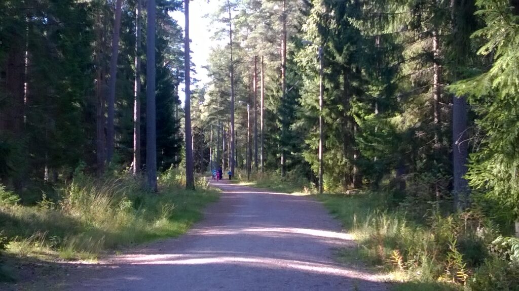 Forest scenery from the Rivonmäki trail.