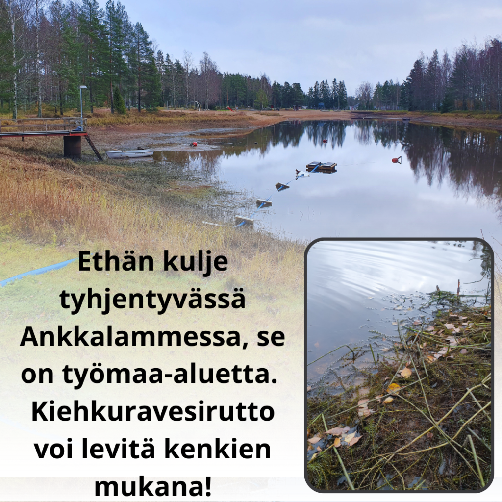 Kuvassa tyhjentyvän Ankkalammen pohja näkyy ja veden alta paljastuu kiehkuravesiruttoa. Kuvassa teksti: "Ethän kulje tyhjentyvässä Ankkalammessa, se on työmaa-aluetta. Kiehkuravesirutto voi levitä kenkien mukana!".