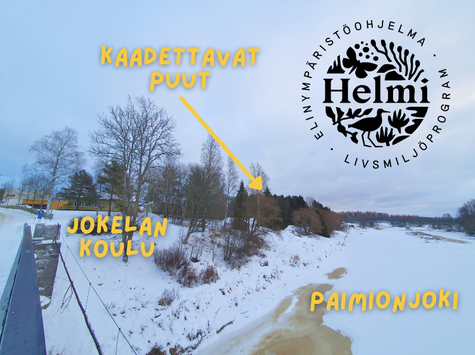 Kuva otettu Vanhan Turuntien sillalta. Oikealla virtaa lumipeitteen alla Paimionjoki ja vasemmalla puiden takaa näkyy Jokelan koulurakennusta. Nuoli osoittaa kaadettavia puita koulun pihan takana.