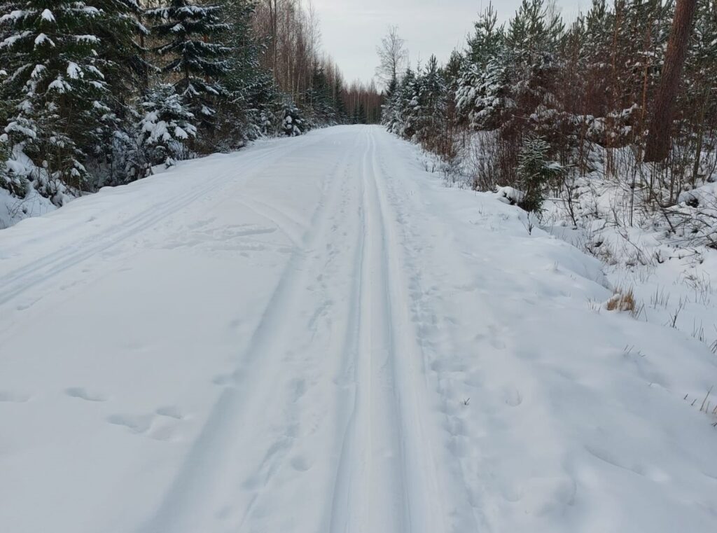 Hiihtolatu metsän keskellä