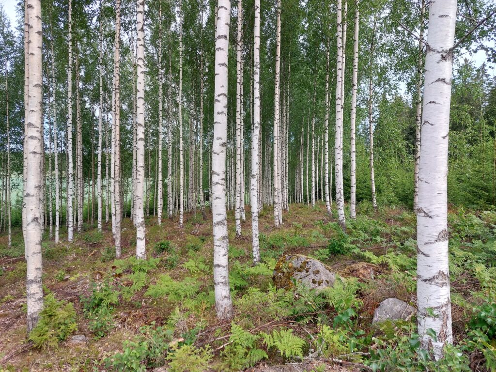 Runsaasti valkoisia koivun puunrunkoja metsässä.