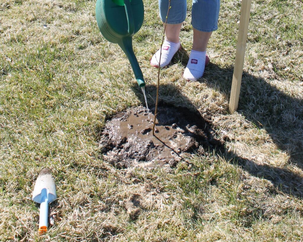 Nurmikolle istutettu puuntaimi, jota kastellaan kastelukannulla.