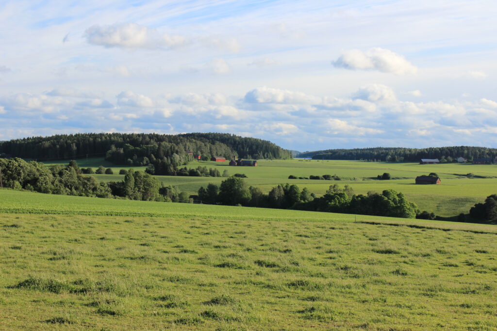 Aurinkoisena kesäpäivänä otettu kuva jokilaaksosta. Etualalla vihertävää kasvustoa, taustalla havumetsää.