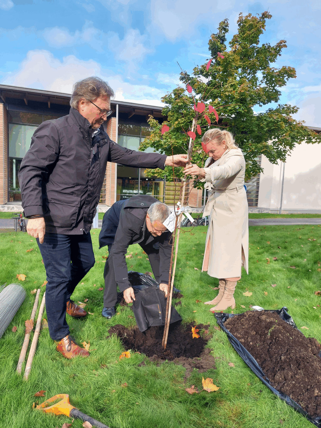Kaksi henkilöä pitää kiinnin puuntaimesta ja yksi henkilö kaataa multaa sen juurelle.
