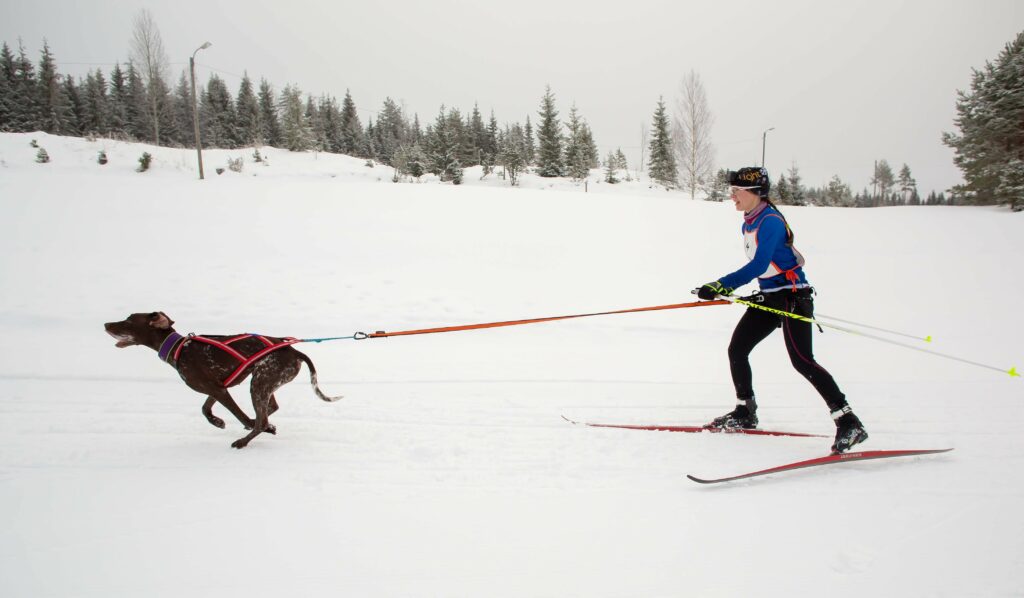 Hiihtoladulla juokseva koira ja valjaiden perässä hiihtäjä suksilla liukuen..