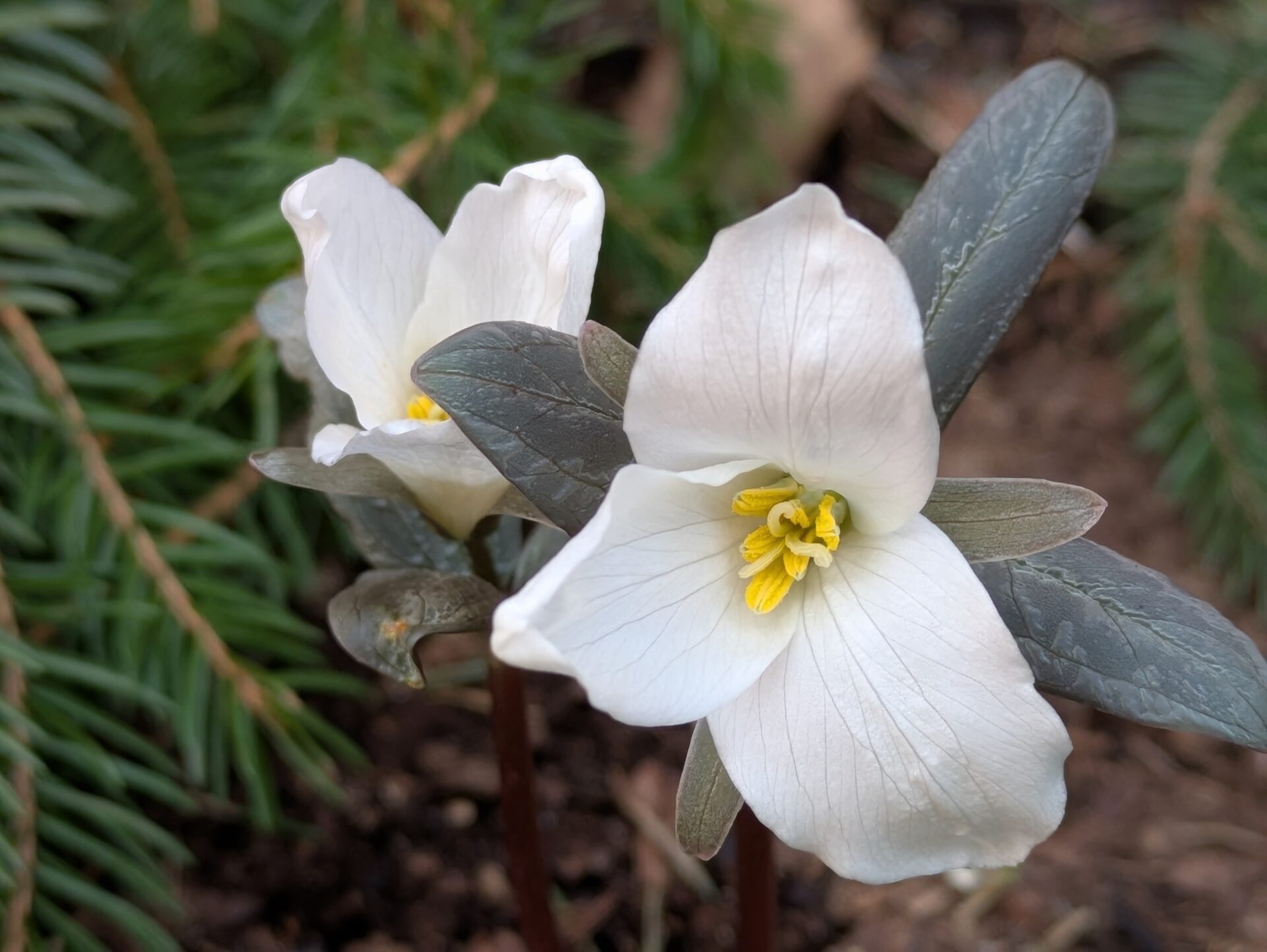 Valkoinen, luonnossa kasvava, kolmilehtinen kukka.