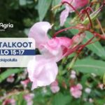 Lähikuva jättipalsamista ja sen vaaleanpunaisista kukista.