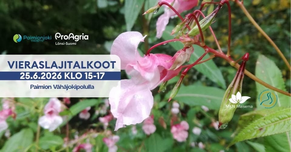 Lähikuva jättipalsamista ja sen vaaleanpunaisista kukista.