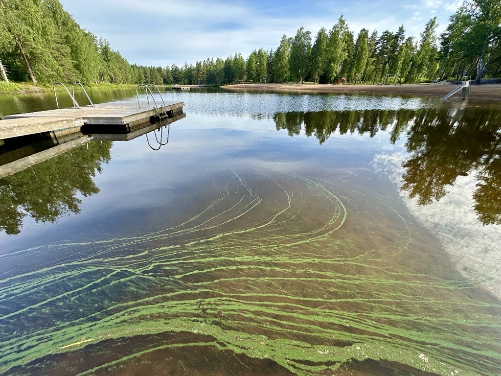 Etualalla uimavesi, jonka pinnalla havaittavissa sinilevää. Vasemmalla näkyy uimalaituri.