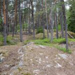 Etualalla kallio ja taustalla havupuuvaltainen metsä.