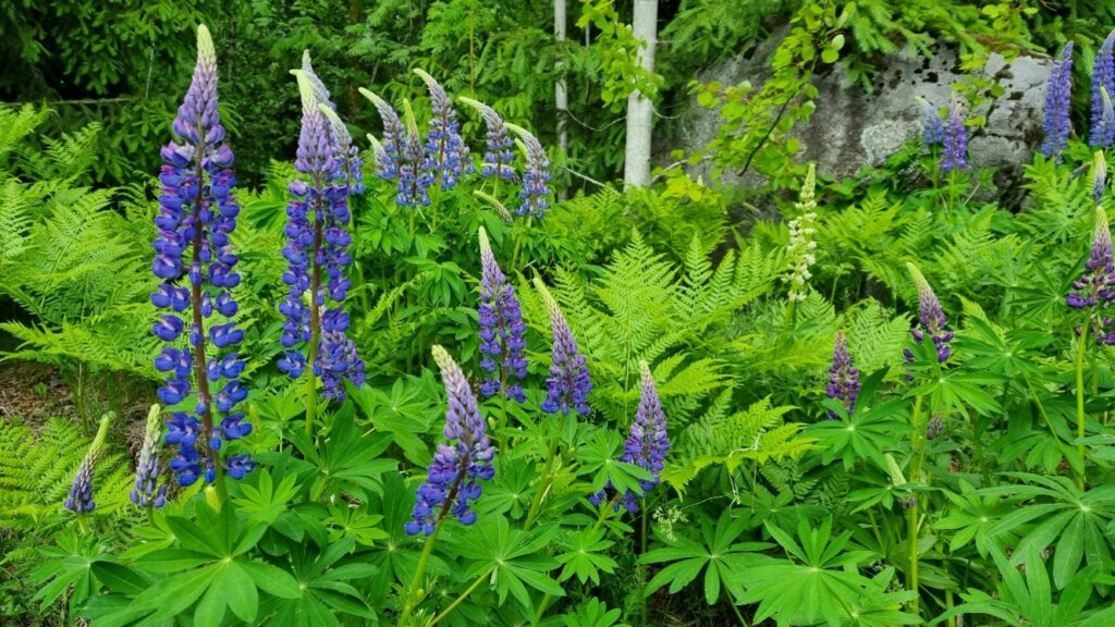 Sinisiä lupiineja metsän reunassa.